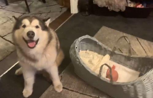 狗哭视频,情感共鸣的动人瞬间