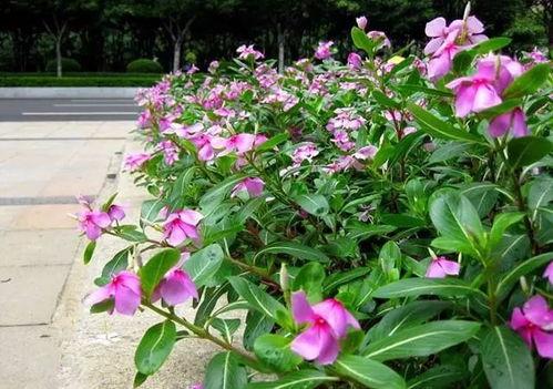 家庭种花与养花视频,家庭种花与养花视频教程集锦