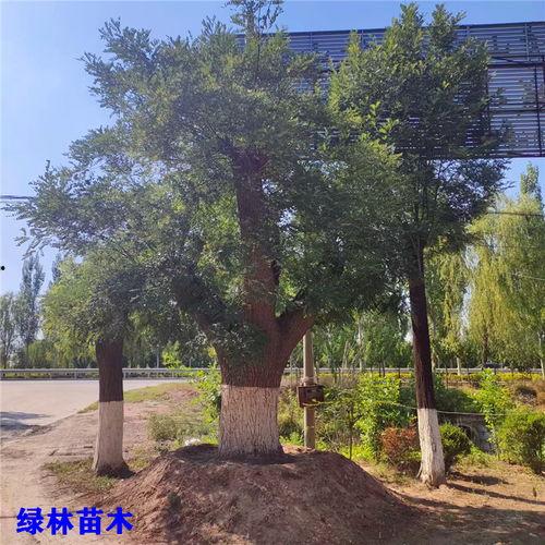 国槐矫正视频,视频教程助您轻松掌握树形调整技巧