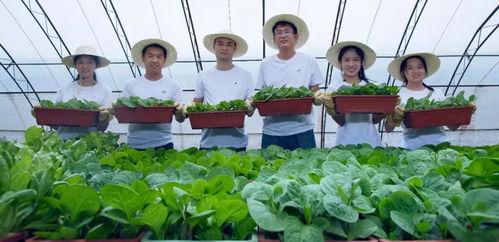 付老师农业技术视频,揭秘高效种植之道