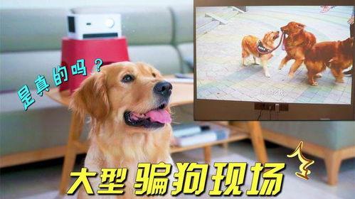 狗狗看的视频,视频中的欢乐瞬间