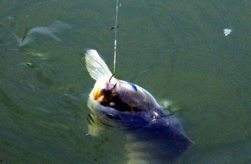 鲫鱼咬钩视频,捕捉钓鱼乐趣